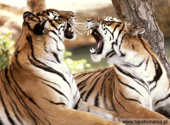 bengal tigers, Tapety Koty, Koty tapety na pulpit, Koty