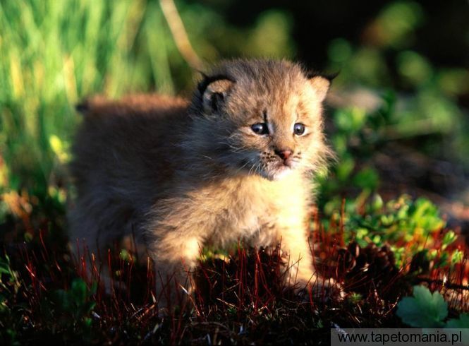 canada lynx kitten, Tapety Koty, Koty tapety na pulpit, Koty