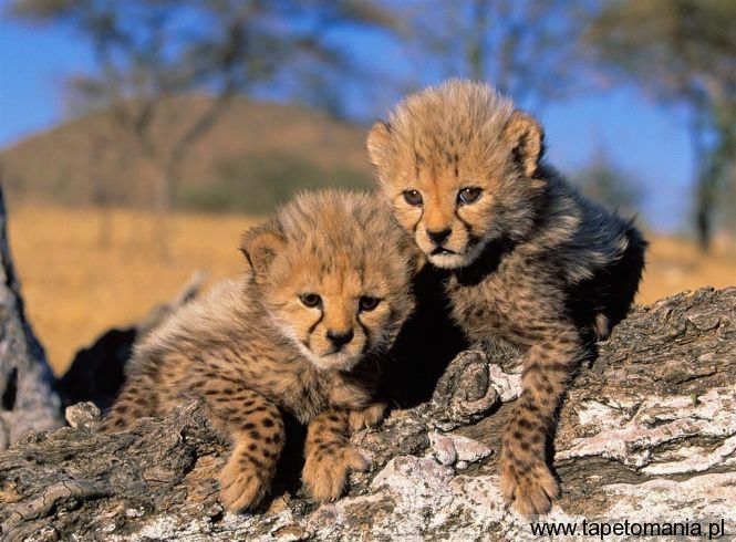 cheetah cubs, Tapety Koty, Koty tapety na pulpit, Koty