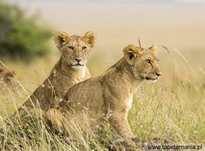 female lion cubs, Tapety Koty, Koty tapety na pulpit, Koty