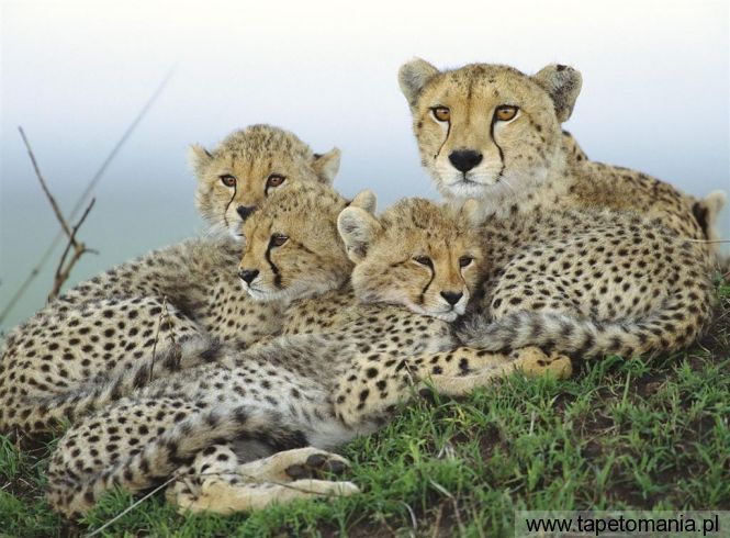 resting cheetahs, Tapety Koty, Koty tapety na pulpit, Koty