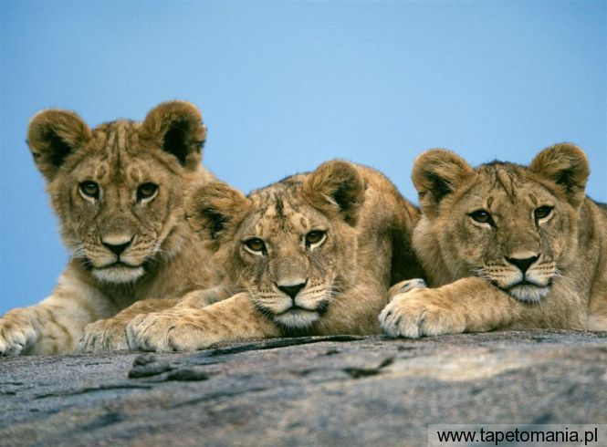 sleepy lion cubs, Tapety Koty, Koty tapety na pulpit, Koty