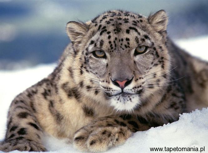 snow leopard, Tapety Koty, Koty tapety na pulpit, Koty