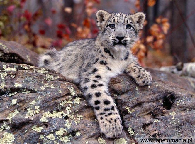 snow leopard cub, Tapety Koty, Koty tapety na pulpit, Koty