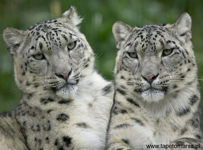 snow leopard pair, Tapety Koty, Koty tapety na pulpit, Koty