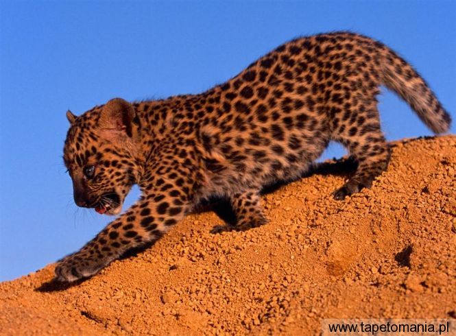 spotted leopard cub, Tapety Koty, Koty tapety na pulpit, Koty