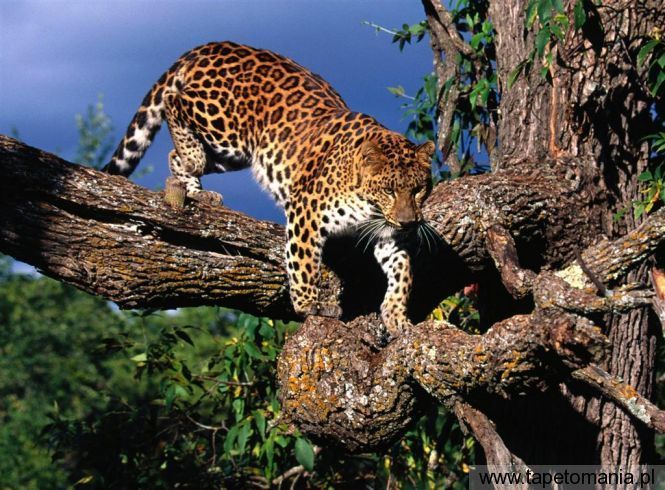 tree climber amur leopard, Tapety Koty, Koty tapety na pulpit, Koty