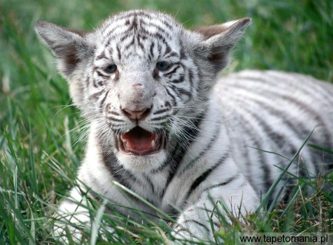 white bengal tiger cub, Tapety Koty, Koty tapety na pulpit, Koty