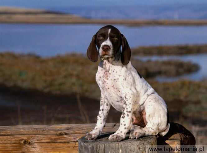 Brown and White Pointer Puppy, Tapety Psy, Psy tapety na pulpit, Psy