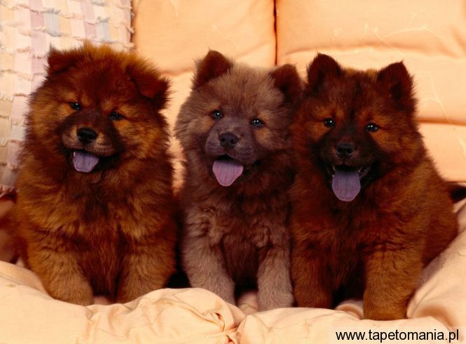 Chow Chow Puppies, Tapety Psy, Psy tapety na pulpit, Psy