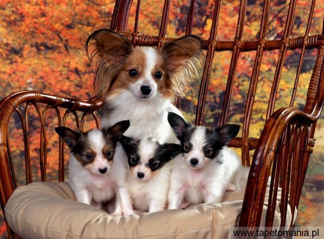 Papillon Mom and Puppies, Tapety Psy, Psy tapety na pulpit, Psy