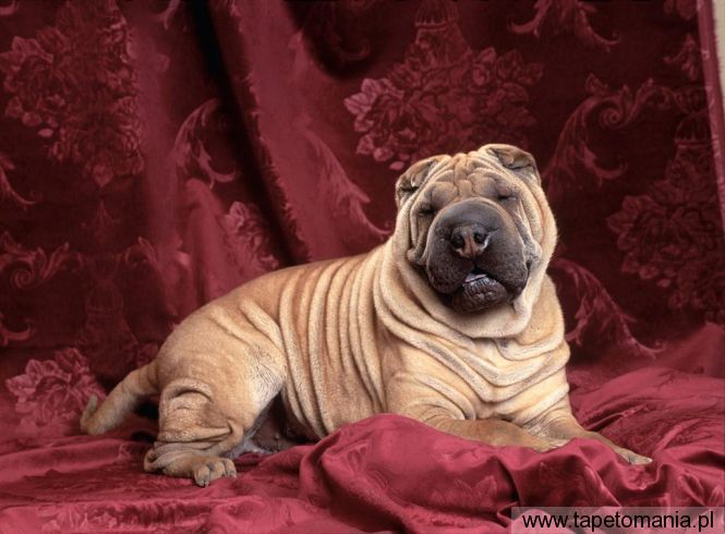 Wrinkles Chinese Sharpei, Tapety Psy, Psy tapety na pulpit, Psy