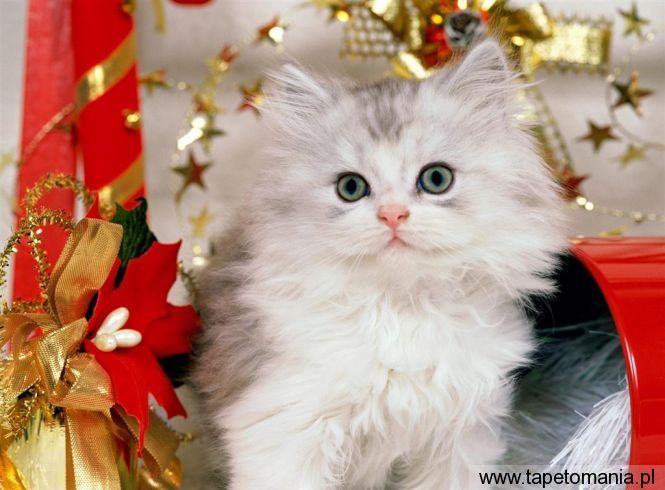 Christmas Kitten, Tapety Koty, Koty tapety na pulpit, Koty
