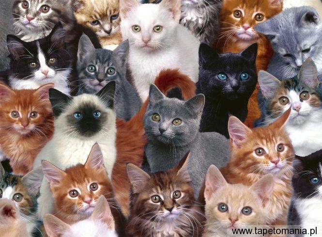 Collection of Kittens, Tapety Koty, Koty tapety na pulpit, Koty