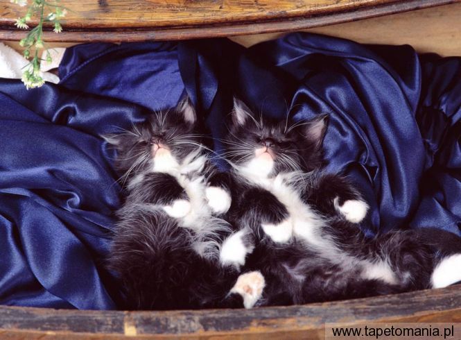 Domestic Medium Hair Kittens, Tapety Koty, Koty tapety na pulpit, Koty