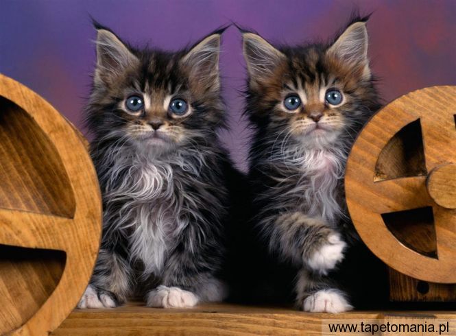 Maine Coon Kittens, Tapety Koty, Koty tapety na pulpit, Koty