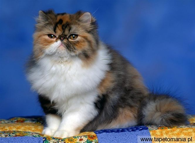 Persian Calico Kitten, Tapety Koty, Koty tapety na pulpit, Koty
