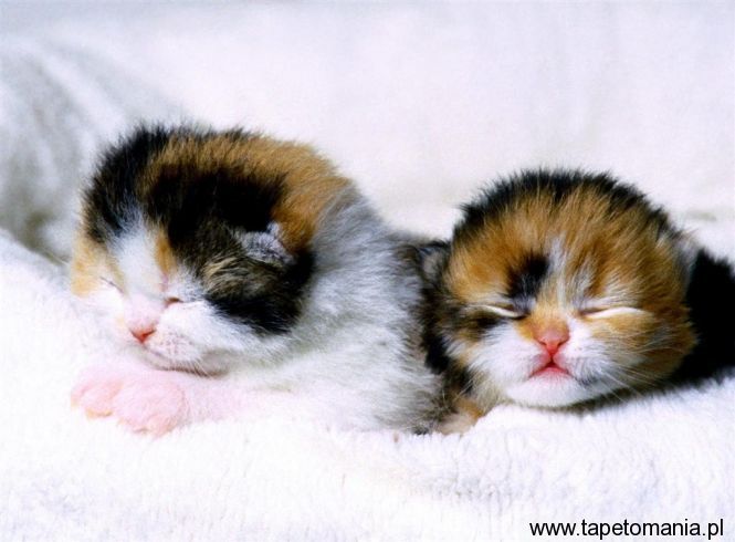 Scottish Fold Kittens, Tapety Koty, Koty tapety na pulpit, Koty