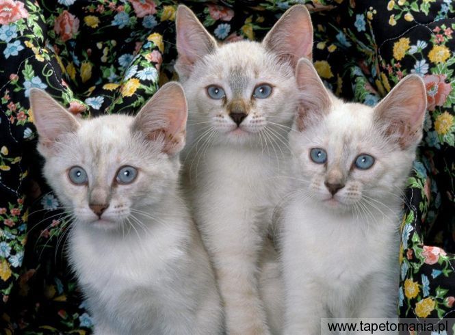 Siamese Kittens, Tapety Koty, Koty tapety na pulpit, Koty