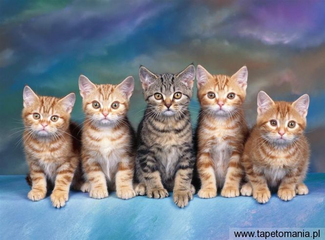 Tabby Kittens, Tapety Koty, Koty tapety na pulpit, Koty