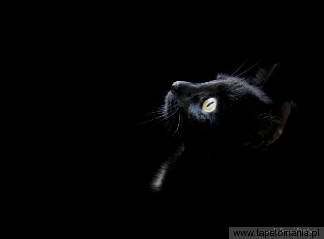 black cat head, Tapety Koty, Koty tapety na pulpit, Koty