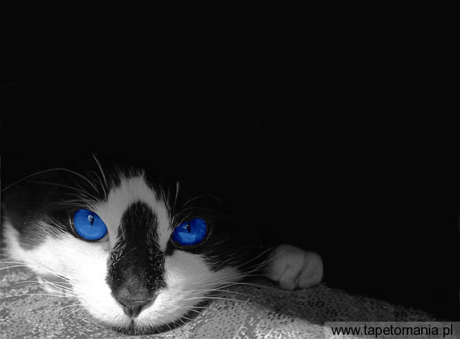 blue eyes cats m, Tapety Koty, Koty tapety na pulpit, Koty