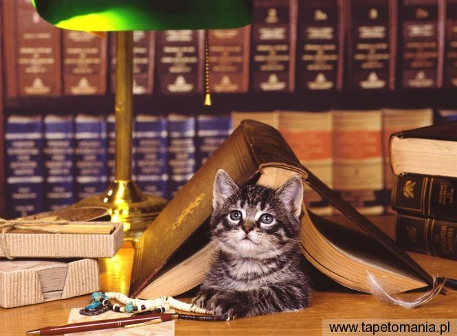cat Books, Tapety Koty, Koty tapety na pulpit, Koty