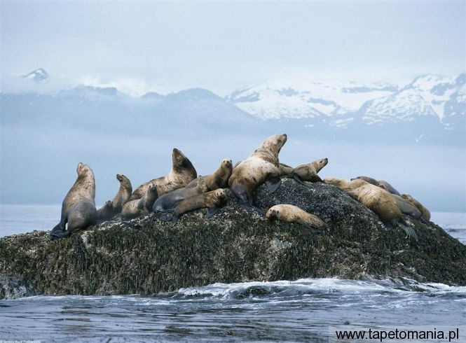 steller sea lions, Tapety Wodne, Wodne tapety na pulpit, Wodne