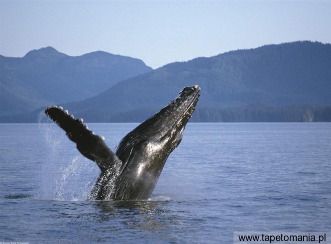 humpback whale, Tapety Wodne, Wodne tapety na pulpit, Wodne