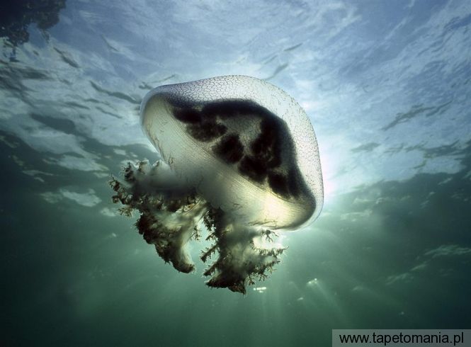Mauve Stinger Jellyfish, Tapety Wodne, Wodne tapety na pulpit, Wodne