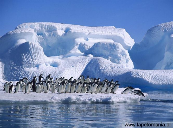 adelie penguins in hope bay, Tapety Wodne, Wodne tapety na pulpit, Wodne