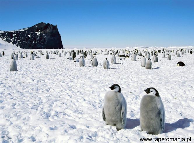 emperor penguins, Tapety Wodne, Wodne tapety na pulpit, Wodne