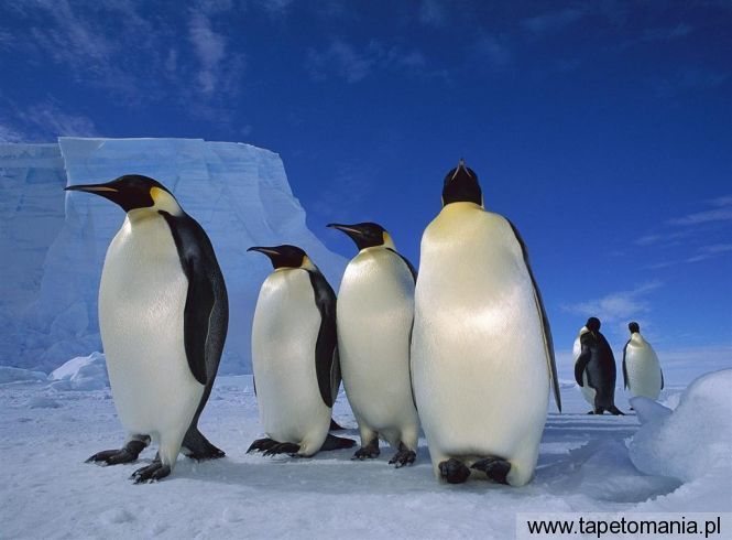 emperor penguins e, Tapety Wodne, Wodne tapety na pulpit, Wodne