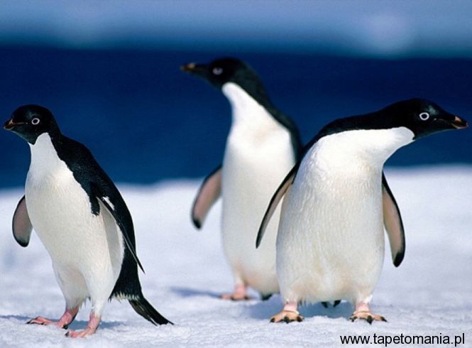 lost penguins, Tapety Wodne, Wodne tapety na pulpit, Wodne