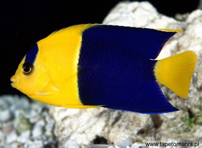 Bicolor Angelfish, Tapety Ryby, Ryby tapety na pulpit, Ryby