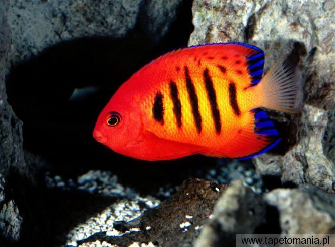 Flame Angelfish, Tapety Ryby, Ryby tapety na pulpit, Ryby