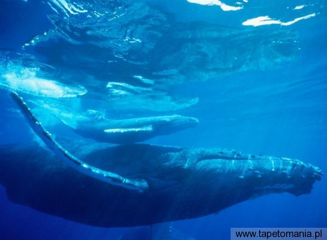 Humpback Whale f1, Tapety Ryby, Ryby tapety na pulpit, Ryby