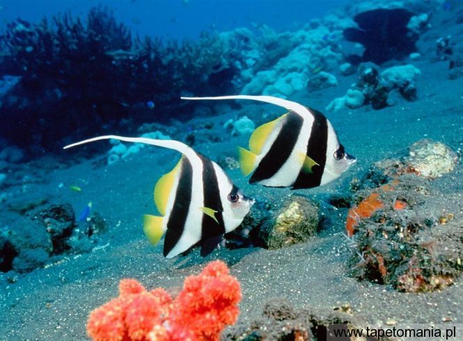 Long Fin Bannerfish, Tapety Ryby, Ryby tapety na pulpit, Ryby