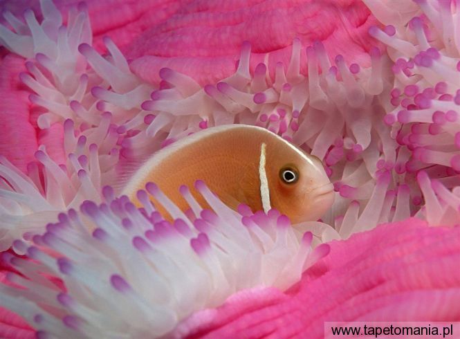 Pink Anemonefish, Tapety Ryby, Ryby tapety na pulpit, Ryby