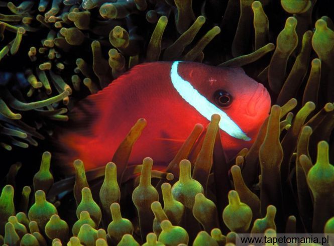 Red and Black Anemonefish, Tapety Ryby, Ryby tapety na pulpit, Ryby