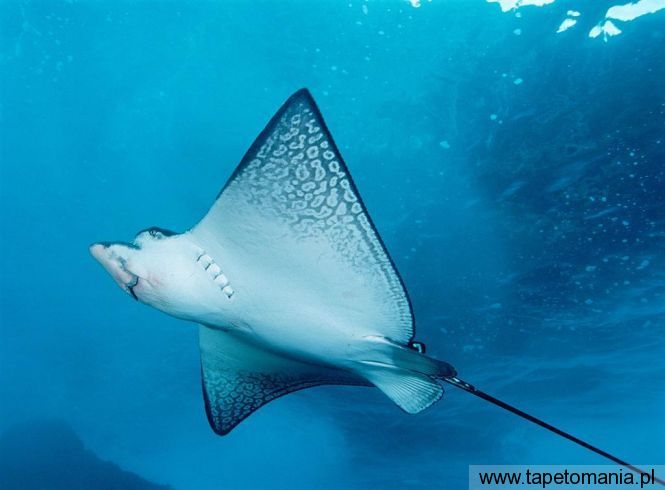 Spotted Eagle Ray, Tapety Ryby, Ryby tapety na pulpit, Ryby