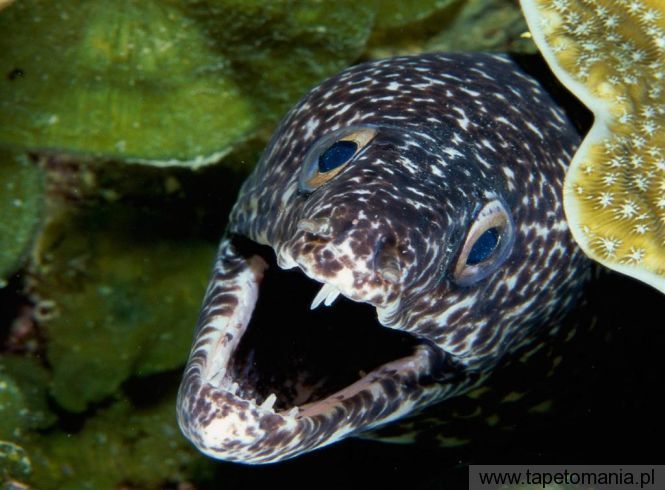 Spotted Moray Eel, Tapety Ryby, Ryby tapety na pulpit, Ryby