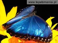 butterfly 020