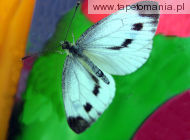 butterfly 16, 