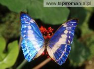 butterfly 25, 