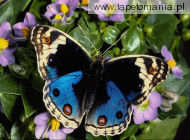 butterfly 4, 