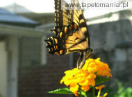 butterfly 44, 