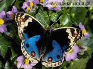 butterfly 45, 