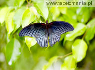 butterfly 49, 
