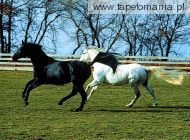 horses 014, 